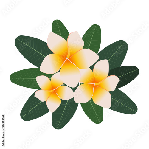 Tropical composition of plumeria flowers and green leaves on a white background. Vector.