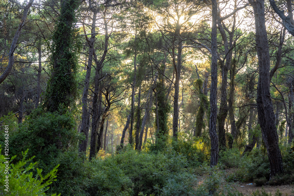 Sunny morning in the Sorgun Forest. Side, Manavgat, Antalya, Turkey
Sunny morning in the Sorgun Forest. Side, Manavgat, Antalya, Turkey