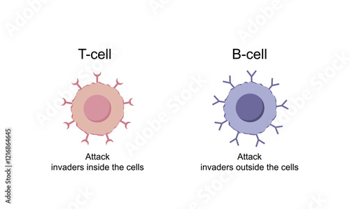 Cells of adaptive immune system. T cell and B cell. T- lymphocyte and B-lymphocyte. Vector illustration.