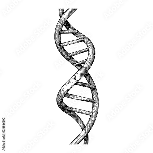 DNA Helix Structure in Detailed Scientific Black and White Outline Line Art Drawing