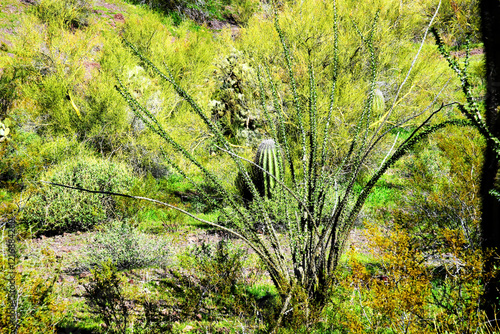 Sonora Desert Arizona Picacho Peak State Park photo