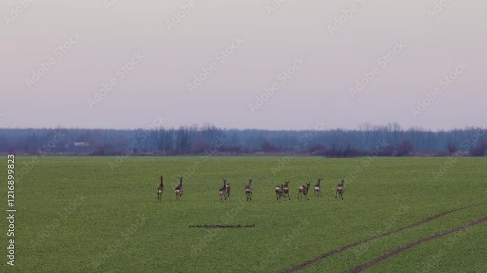 a group of deer running across a green agricultural field
a group of deer running across a green agricultural field