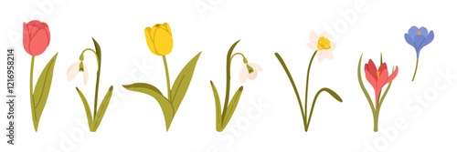 Spring flowers set. Floral botanical elements with cute spring flowers and leaves. Floral plant branches, stems with blooming blossoms and leaf. Tulips, snowdrops, crocuses, lilies. Flat vector