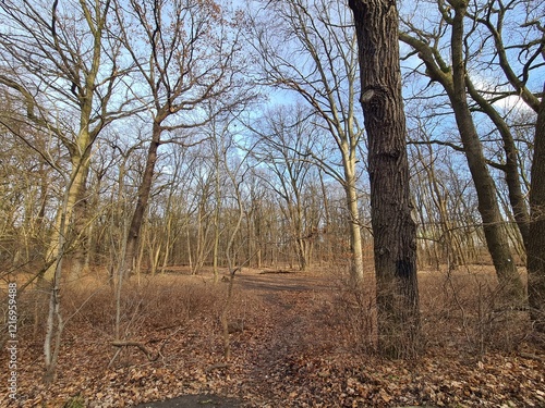 Plänterwald Forest in Winter In Berlin photo