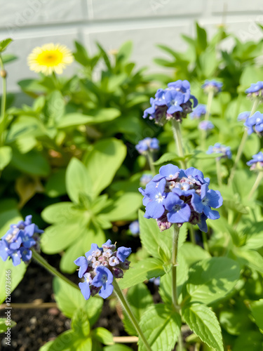 Blue heliotrope blooms in a garden Heliotropium amplexicaule photo