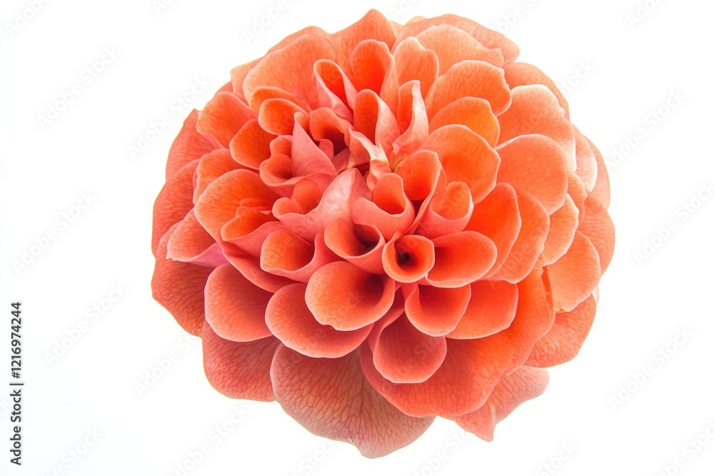 A bright and delicate flower on a pure white background A bright and delicate flower on a pure white background