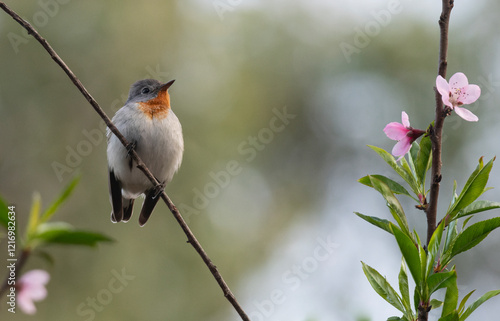 Flycatcher bird perched with flowers