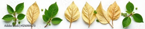 Dry, woody leaves of Gymnema Sylvestre plant on white background, gymnema sylvestre, nature, herbal photo