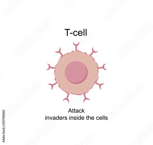 	
T Cell, T cell icon, helper and cytotoxic T cell, CD Antigen Types., CD4 And CD8. T cell isolated on white background. Immune system. Vector Illustration.