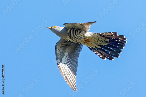 Common cuckoo, European cuckoo or Eurasian cuckoo (Cuculus canorus)