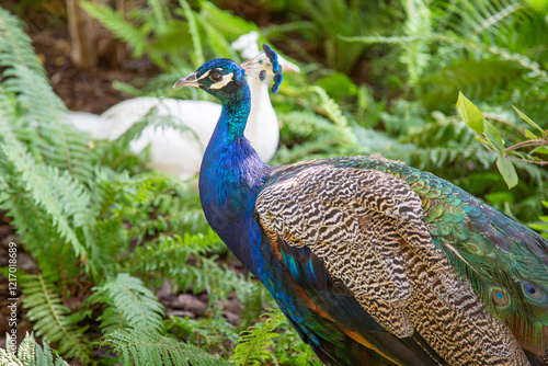 Wallpaper Mural Pfau und Albinopfau Torontodigital.ca