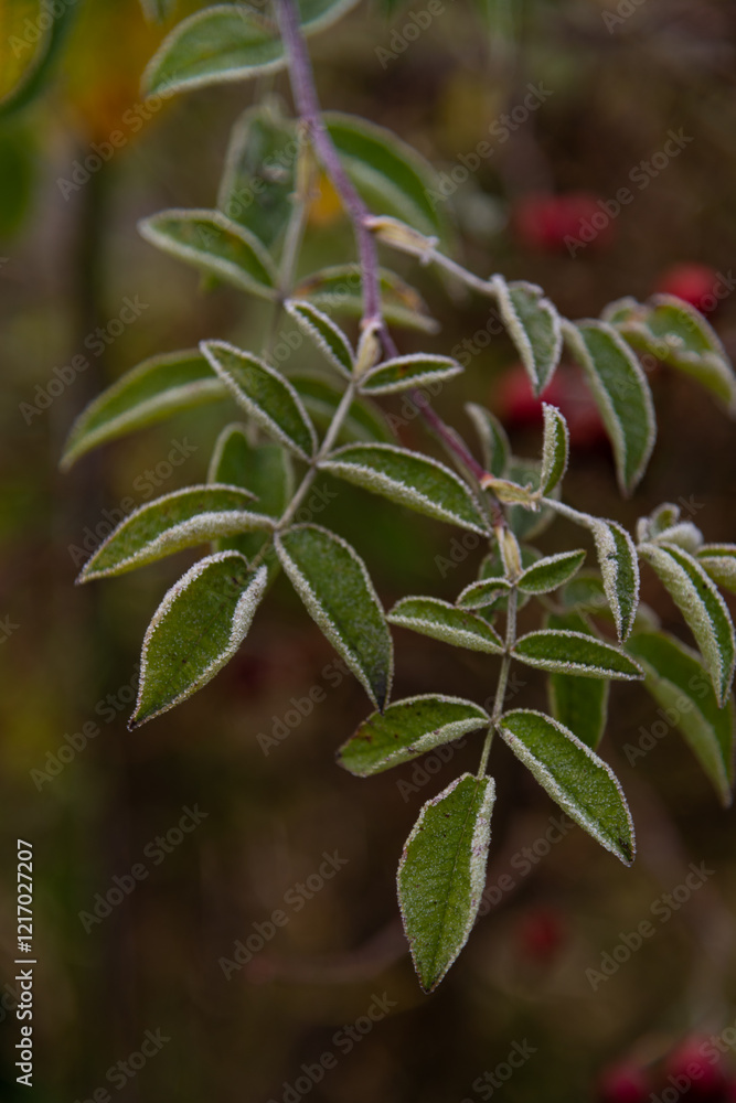 Detailed view of green leaves with frosty edges and red berries in a lush garden setting during autumn Detailed view of green leaves with frosty edges and red berries in a lush garden setting during autumn