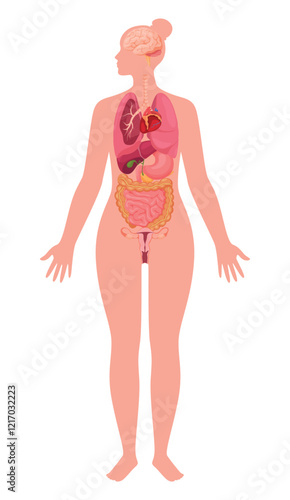 Illustration of the internal organ structure of an adult woman highlighting major organs and systems