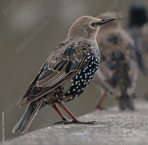 Starlings are small to medium-sized passerine birds in the family Sturnidae, common name of Sturnid. photo