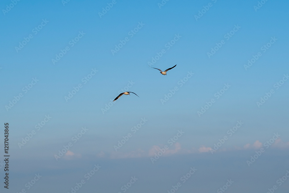 Graceful birds soaring against a beautiful blue sky Graceful birds soaring against a beautiful blue sky