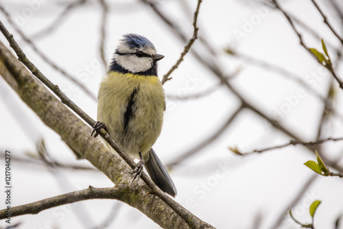 Vogel Blaumeise sizt auf einem Ast  photo