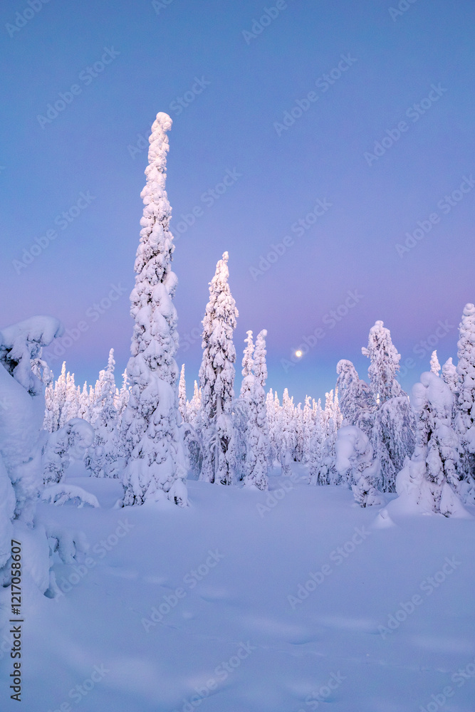winter landscape with trees and snow