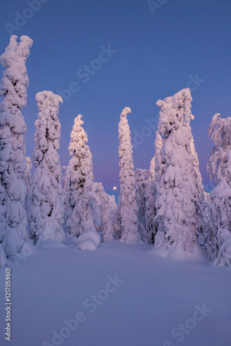 Obraz na płótnie snow covered trees w salonie