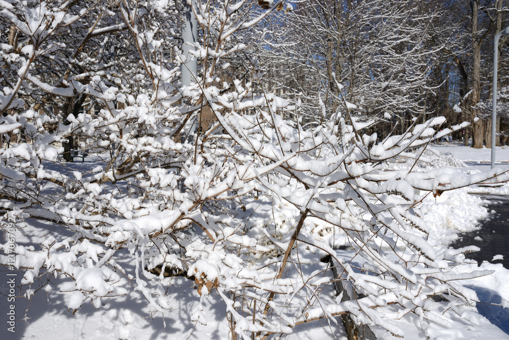 Fototapeta premium Winter landscape. Stony Brook University, New York State, USA