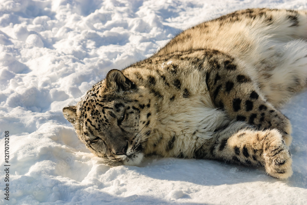 Obraz premium A snow leopard is laying down in the snow