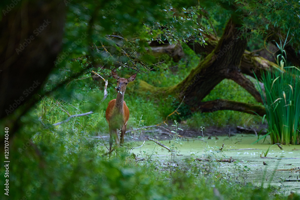 Obraz premium Beautiful hind ,,red deer Cervus elaphus,, on its natural environment, Danubian wetland, Slovakia