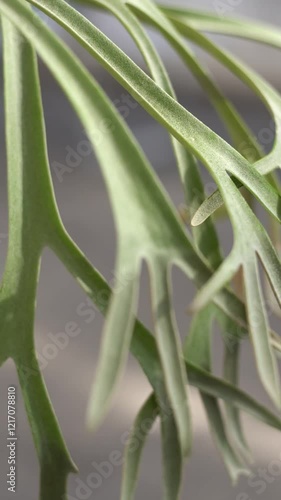 Platycerium is a genus of about fern. Platycerium Mt Kitshakood which is a cross of P. Ridleyii and P. coronarium. This platycerium hybrid at nursery in Thailand.