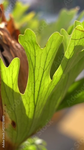 Platycerium is a genus of about fern. Platycerium Mt Kitshakood which is a cross of P. Ridleyii and P. coronarium. This platycerium hybrid at nursery in Thailand.