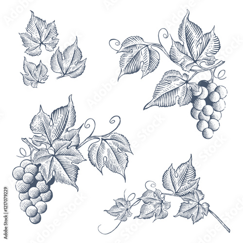 Set of hand drawn grape branches. Grapevine with fruit and leaves. Vector illustration in engraving style