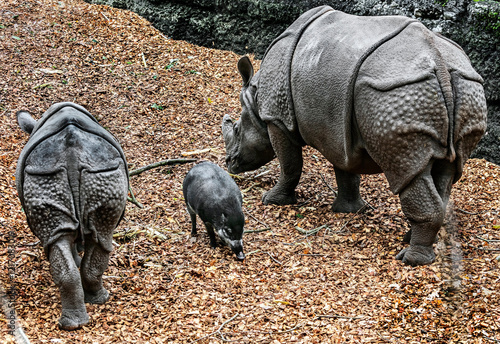 Great indian rhinoceroses and white-lipped peccary photo