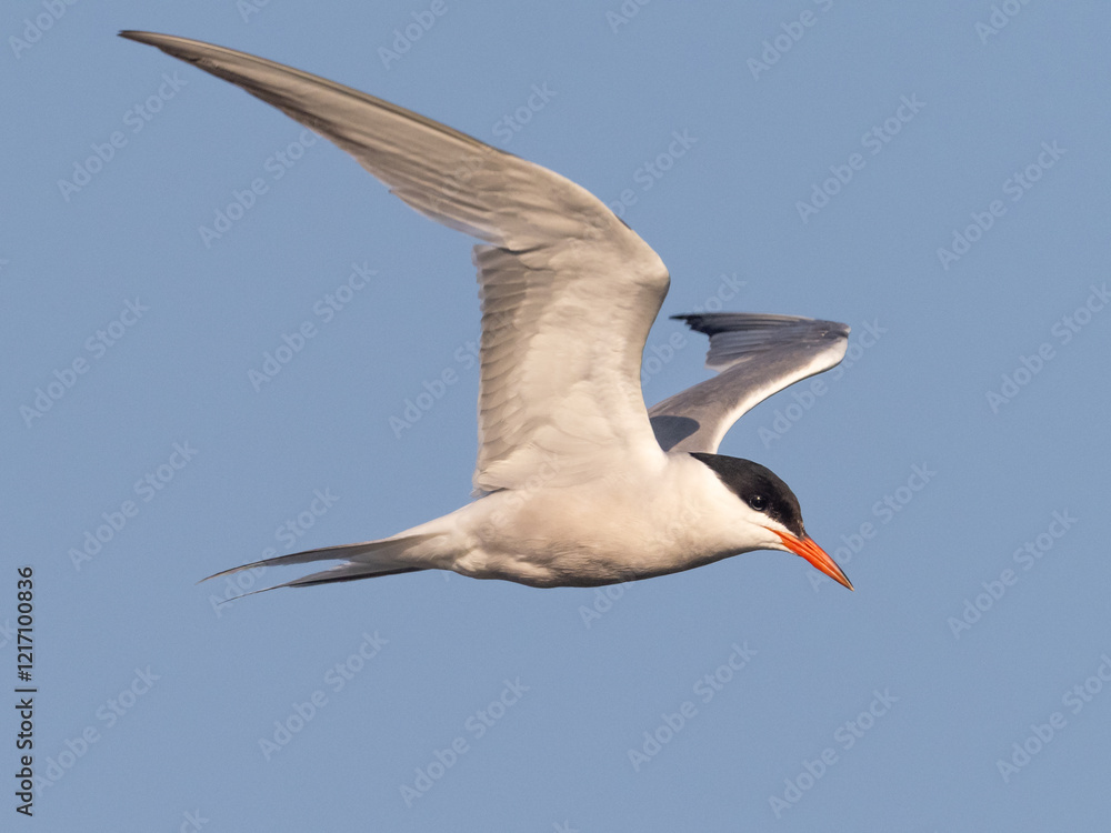Obraz premium Close up of an adult Common Tern in flight
