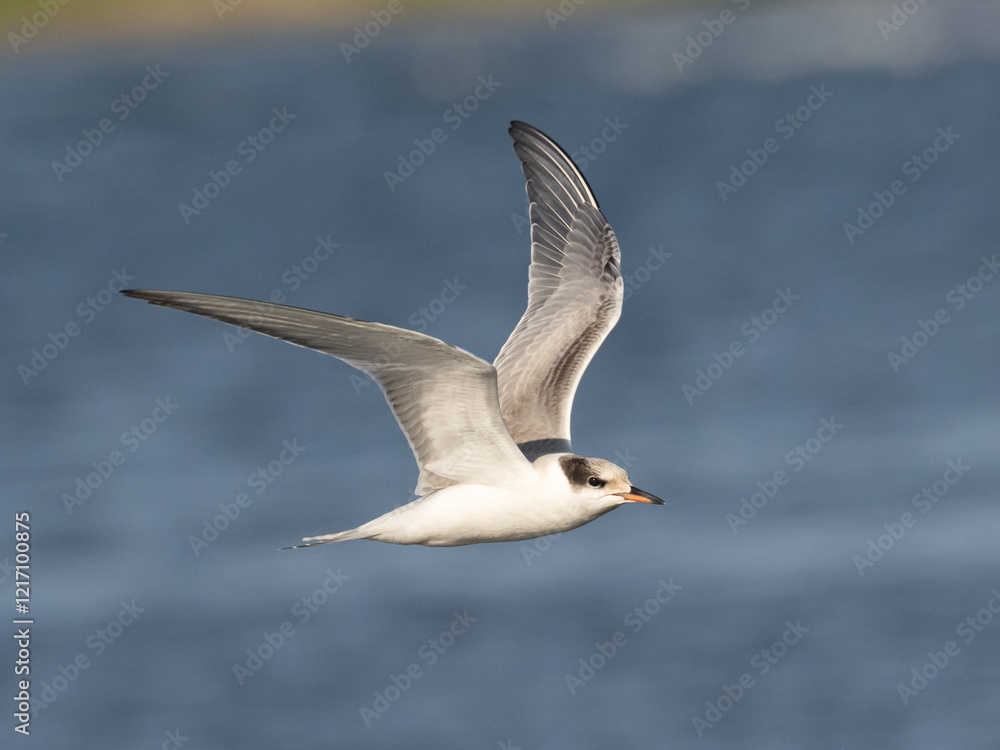 Fototapeta premium A juvenile Common Tern in flight over the ocean