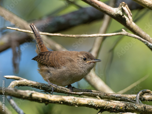 A juvenile House Wren perched on a small branch with its tail cocked photo