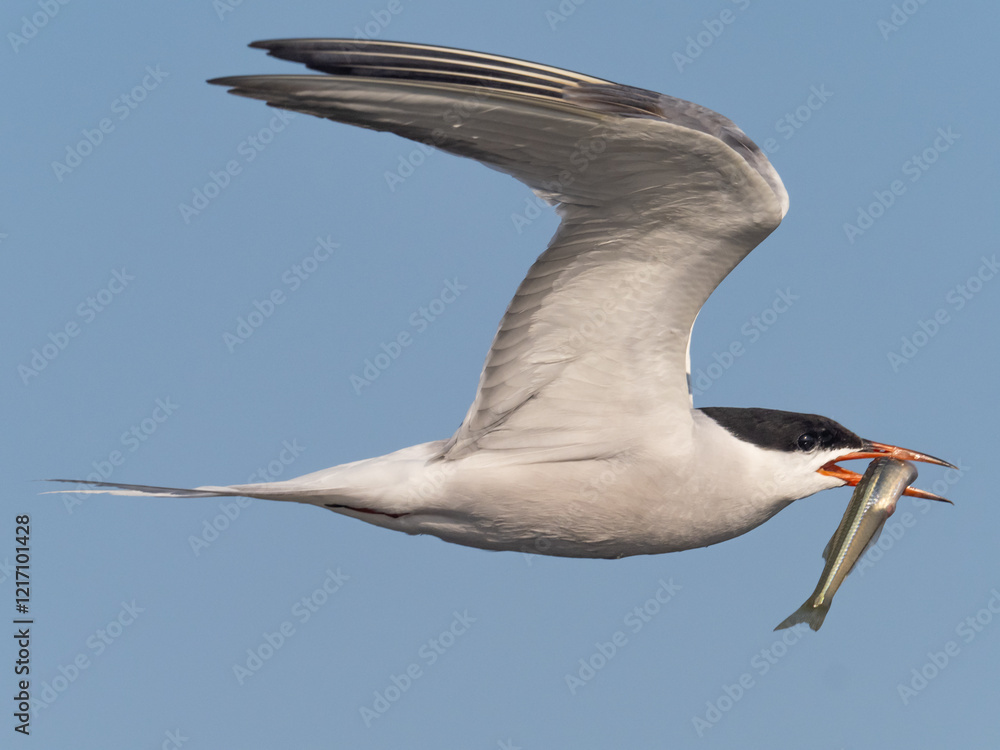 Fototapeta premium Close up of an adult Common Tern in flight with a fish in its beak