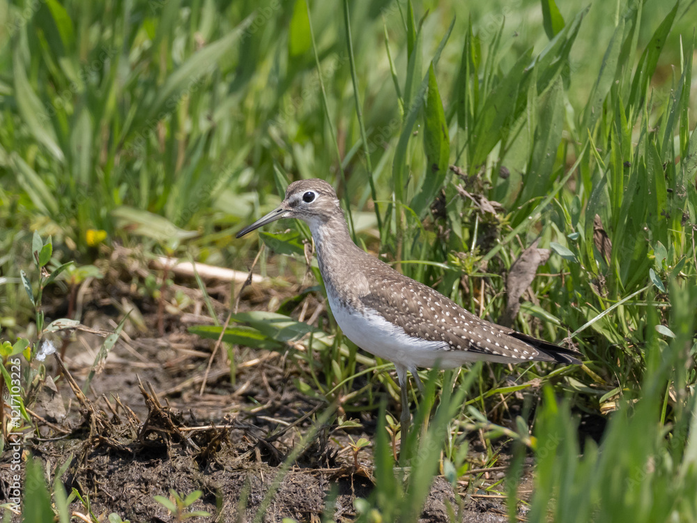 A Solitary Sandpiper standing amongst grassy vegetation A Solitary Sandpiper standing amongst grassy vegetation