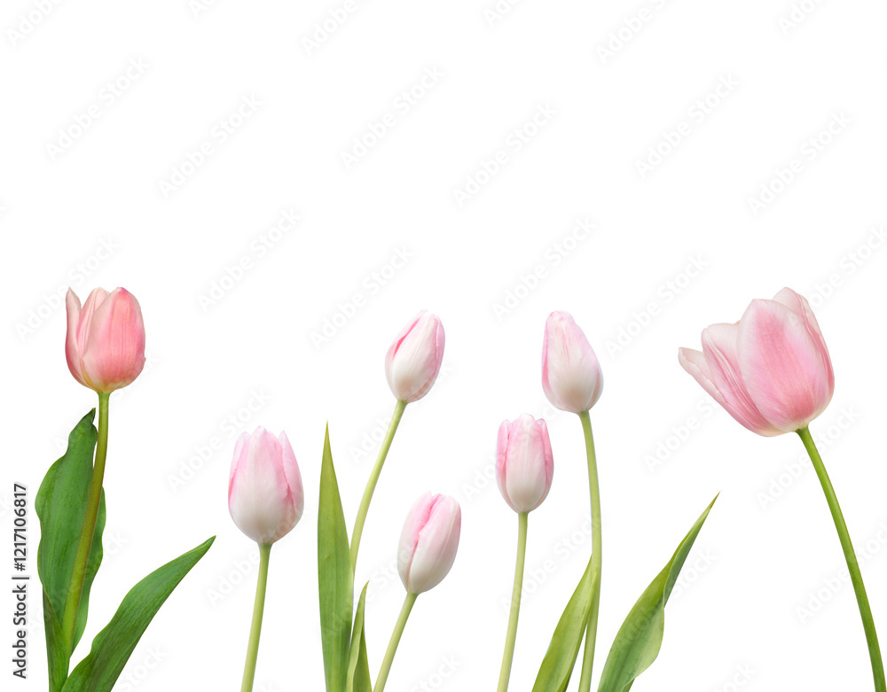 Set of Pink Tulips in Transparency or JPEG Background Set of Pink Tulips in Transparency or JPEG Background