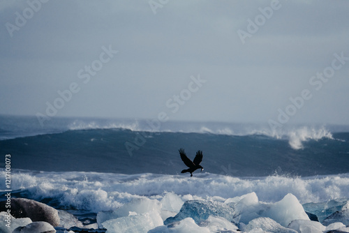 Bird in flight over glacial ice on Diamond Beach with waves in the background, South Iceland... photo