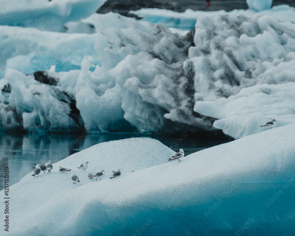 Black-legged kittiwakes resting on glacial ice at Jökulsárlón glacier lagoon, South Iceland. Black-legged kittiwakes resting on glacial ice at Jökulsárlón glacier lagoon, South Iceland.