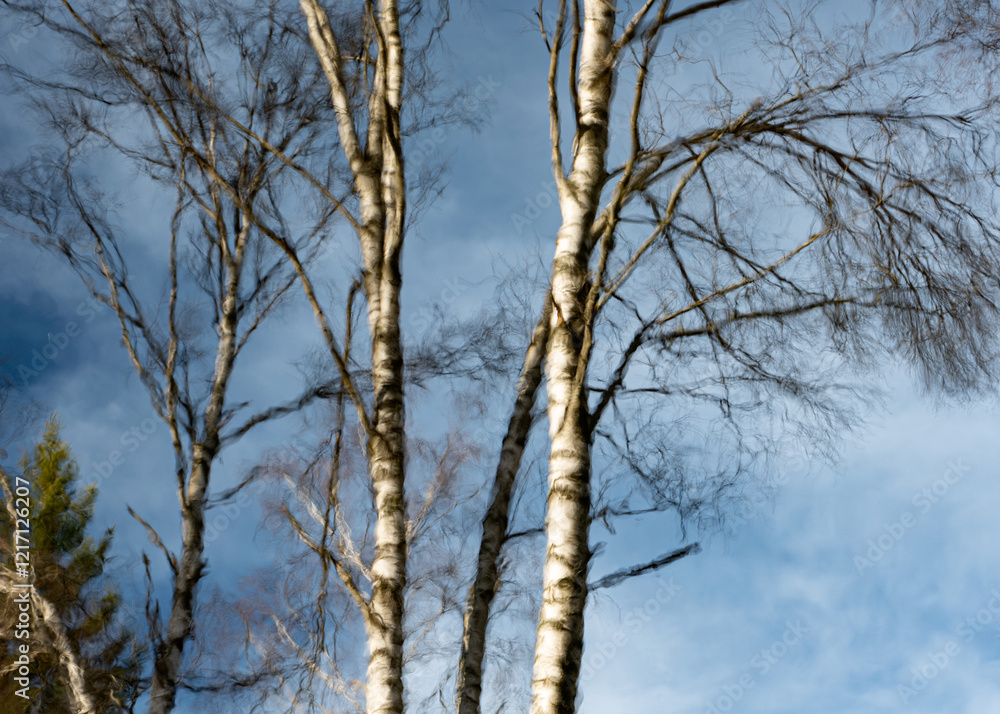 abstract picture with reflections of trees in water, fuzzily, blurred silhouettes of trees reflected in a swamp ditch abstract picture with reflections of trees in water, fuzzily, blurred silhouettes of trees reflected in a swamp ditch