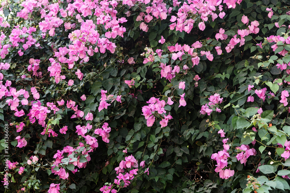 Obraz premium Pink bougainvillea flowers in full bloom with lush green foliage
