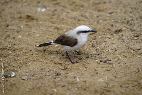 Masked water tyrant (Fluvicola nengeta) is a species of bird in the family Tyrannidae. Fortaleza Ceará, Brazil. photo