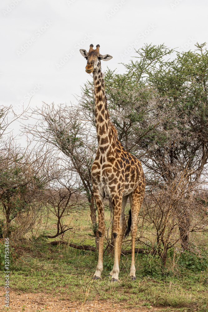 Masai Giraffe between trees i in Serengeti in Tanzania, East Africa Masai Giraffe between trees i in Serengeti in Tanzania, East Africa