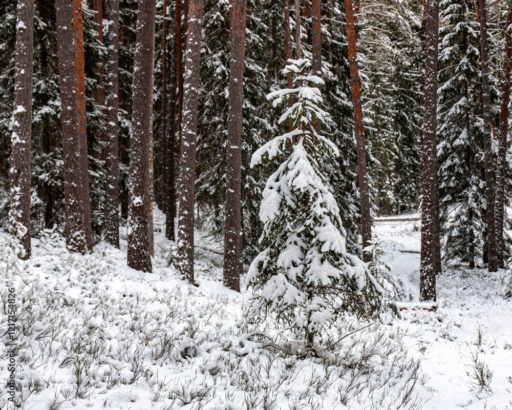 winter landscape with snow-covered trees, forest in winter, snow covers tree branches winter landscape with snow-covered trees, forest in winter, snow covers tree branches