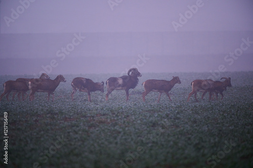 Overgrown European mouflon on field in winter morning, Danubian wetland, Slovakia photo