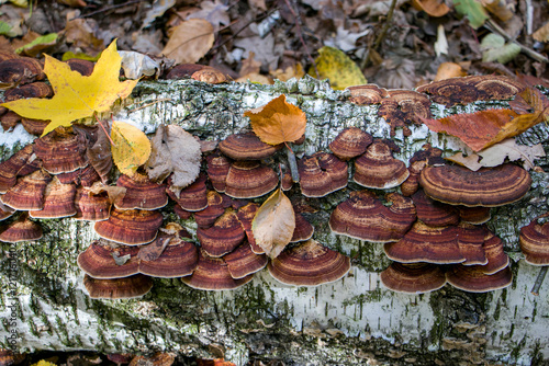 Daedaleopsis tricolor. Daedaleopsis tricolor growing on the trunk of a fallen birch tree.
