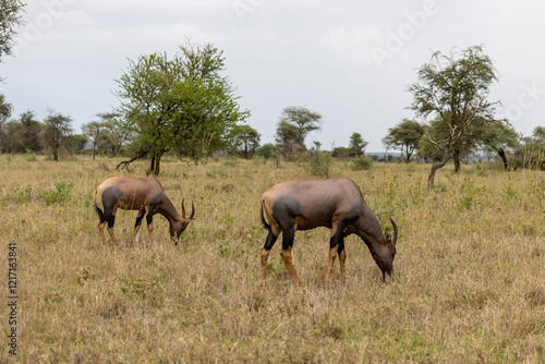 Topi (Damaliscus lunatus) antelope grazing in Serengeti Tanzania East Africa photo