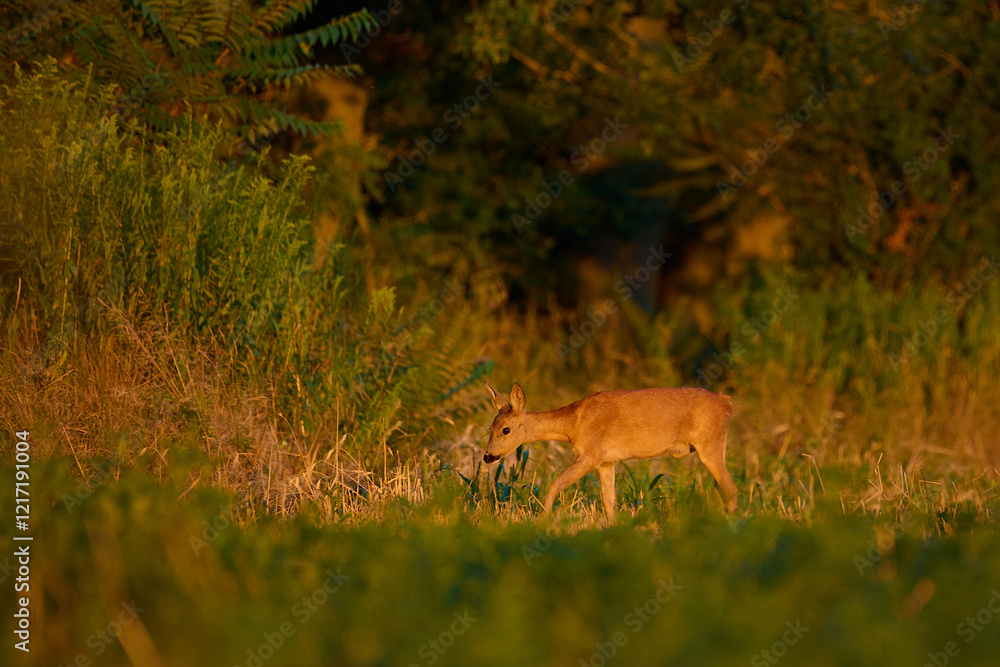 Obraz premium Roe deer ,, Capreolus capreolus ,, in a field near the forest on a summer morning, Danubian wetland, Slovakia