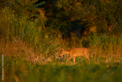 Roe deer ,, Capreolus capreolus ,,  in a field near the forest on a summer morning, Danubian wetland, Slovakia photo