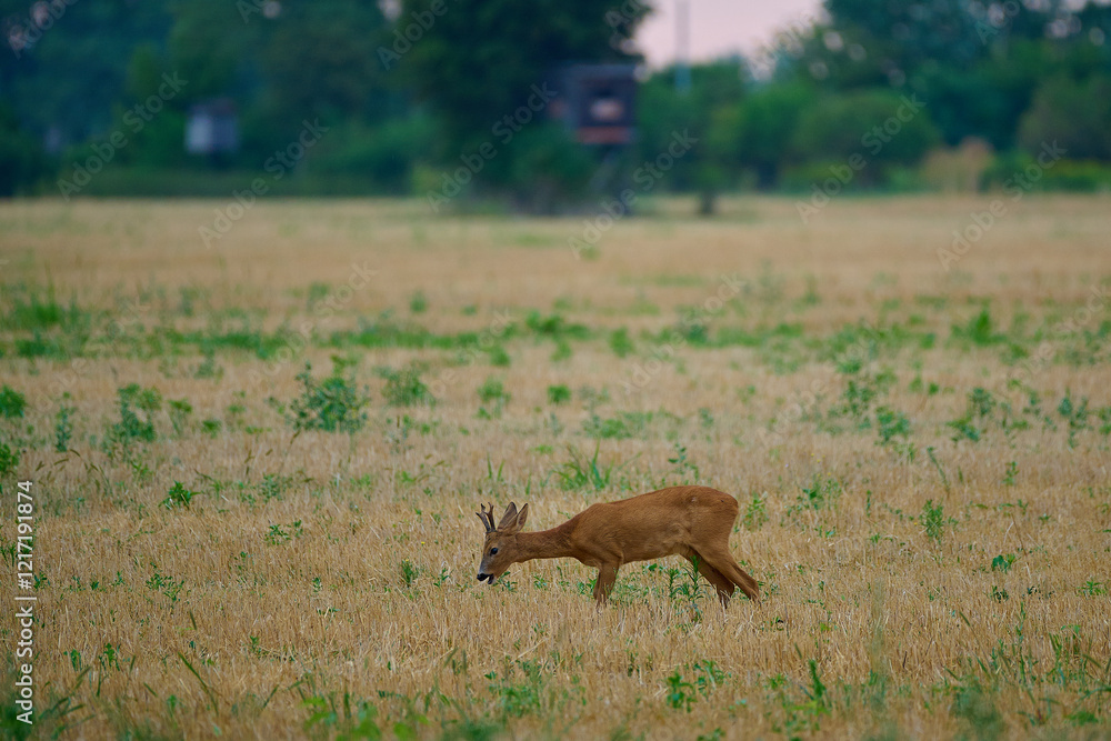 Roe deer ,, Capreolus capreolus ,, in a field near the forest on a summer morning, Danubian wetland, Slovakia Roe deer ,, Capreolus capreolus ,, in a field near the forest on a summer morning, Danubian wetland, Slovakia