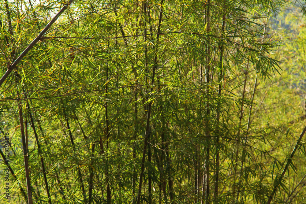Obraz premium Lush and Green Bamboo Forest