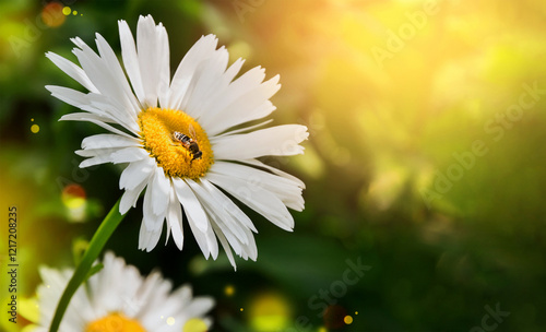 bee insect daisy flower on a green background